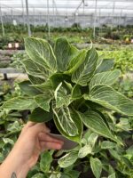 Birkin Salon Bitkisi (Philodendron ‘Birkin’)