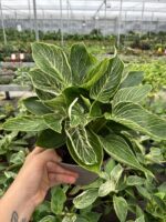 Birkin Salon Bitkisi (Philodendron ‘Birkin’) - Görsel 2