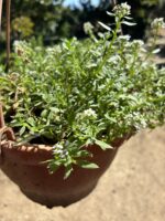 Beyaz Ballıca Çiçeği Alisyum (Lobularia maritima) - Görsel 3