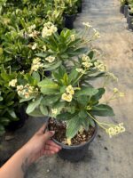 Mısır Patlağı XXL Boy Dikenler Tacı (Euphorbia milii) - Görsel 4