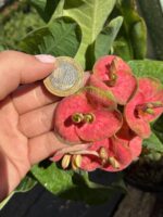 XL Boy Tropical Coral Özel Tür Dikenler Tacı (Euphorbia milii) - Görsel 4
