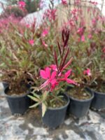 Gaura Kelebek Çiçeği (Oenothera lindheimeri) - Görsel 3