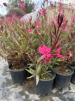 Gaura Kelebek Çiçeği (Oenothera lindheimeri) - Görsel 2