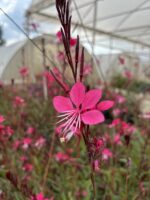 Gaura Kelebek Çiçeği (Oenothera lindheimeri)