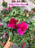 5'li Sıklamen Full Set (Cyclamen persicum) - Görsel 3