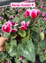 5'li Sıklamen Full Set (Cyclamen persicum) - Görsel 4