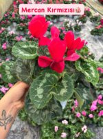 5'li Sıklamen Full Set (Cyclamen persicum) - Görsel 5