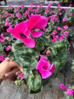 Şeker Fuşya Sıklamen (Cyclamen persicum)