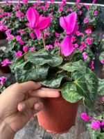 Şeker Fuşya Sıklamen (Cyclamen persicum) - Görsel 4