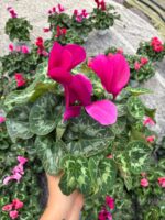 Şeker Fuşya Sıklamen (Cyclamen persicum) - Görsel 3