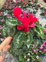 Mercan Kırmızısı Sıklamen (Cyclamen persicum)