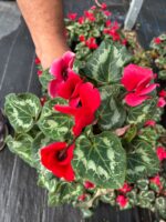 Mercan Kırmızısı Sıklamen (Cyclamen persicum) - Görsel 2