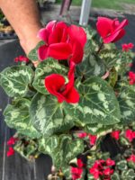 Mercan Kırmızısı Sıklamen (Cyclamen persicum) - Görsel 3