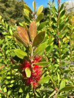 Kırmızı Fırça Çiçeği (Melaleuca citrina) - Görsel 4