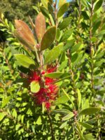 Kırmızı Fırça Çiçeği (Melaleuca citrina) - Görsel 2