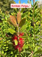 2'li Fırça Çiçeği Seti (Melaleuca citrina) - Görsel 2