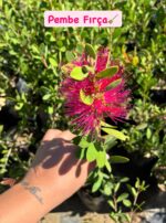 2'li Fırça Çiçeği Seti (Melaleuca citrina)