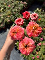 Kırmızı Mercan Saksıda Gül (Rosa) - Görsel 2