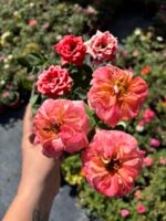 Kırmızı Mercan Saksıda Gül (Rosa)