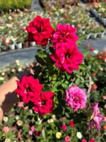 Fuşya Alevi Saksıda Gül (Rosa) - Görsel 2