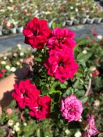 Fuşya Alevi Saksıda Gül (Rosa)