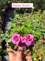 9'lu Saksıda Gül Full Set (Rosa) - Görsel 5