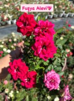 9'lu Saksıda Gül Full Set (Rosa) - Görsel 6