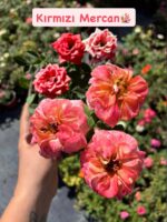 9'lu Saksıda Gül Full Set (Rosa) - Görsel 9