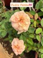9'lu Saksıda Gül Full Set (Rosa) - Görsel 10