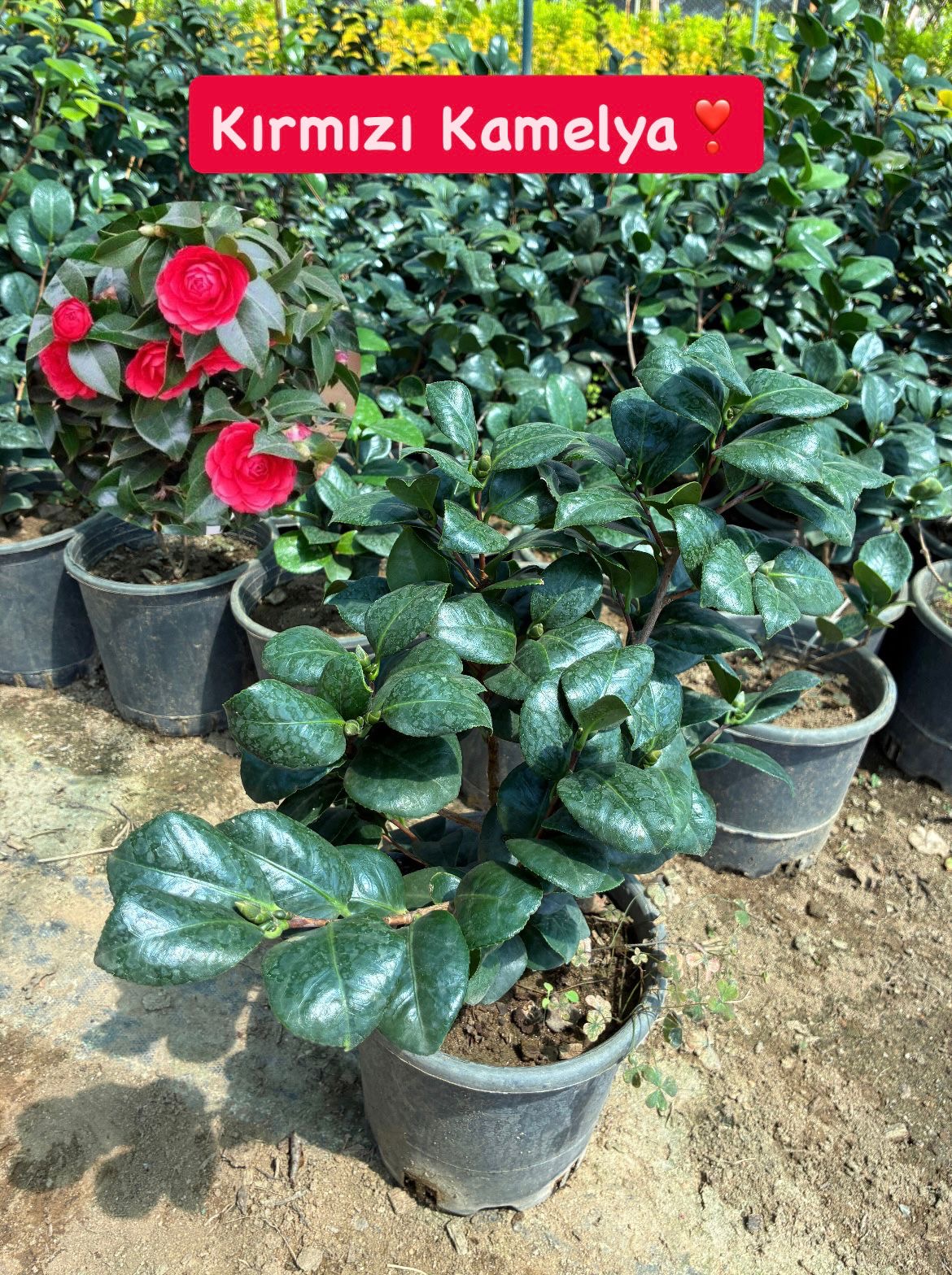 e6cdecb7-3906-46eb-92ef-e28c9b2605f8 XXL Boy Kırmızı Kamelya Çiçeği (Camellia japonica) - Görsel 1