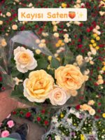 3’lü İthal Gül Seti (Rosa) - Görsel 3