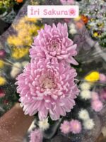 4’lü İri Kasımpatı İthal Set (Chrysanthemum × morifolium) - Görsel 3