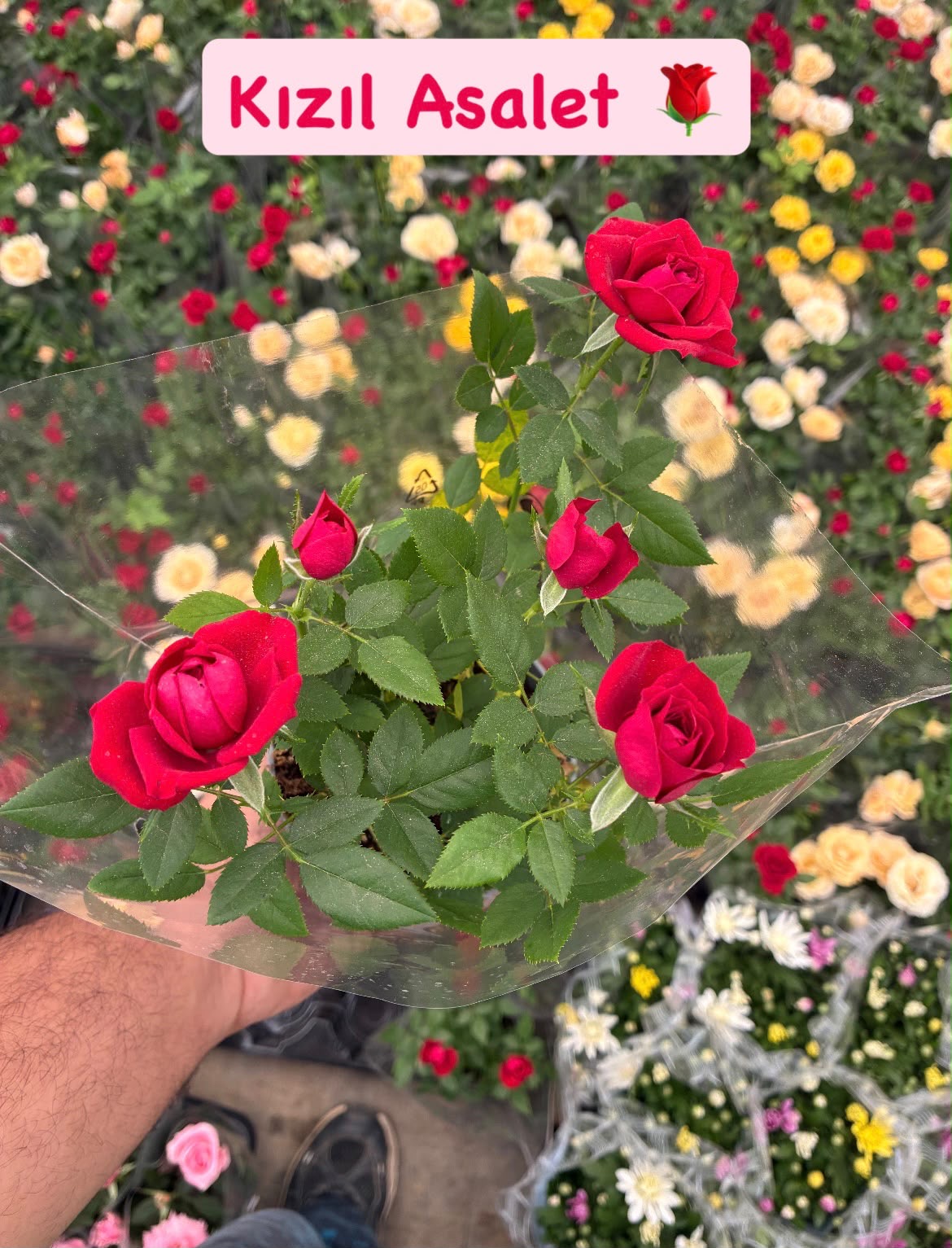 899e5be3-9d67-49e0-8375-8edd9625848d 3’lü İthal Gül Seti (Rosa) - Görsel 1