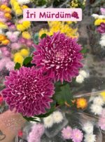 4’lü İri Kasımpatı İthal Set (Chrysanthemum × morifolium) - Görsel 2