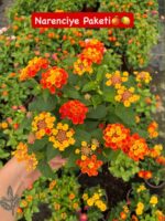 3'lü Medium Ağaç Minesi Seti (Lantana camara) - Görsel 2
