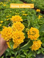 3'lü Medium Ağaç Minesi Seti (Lantana camara)