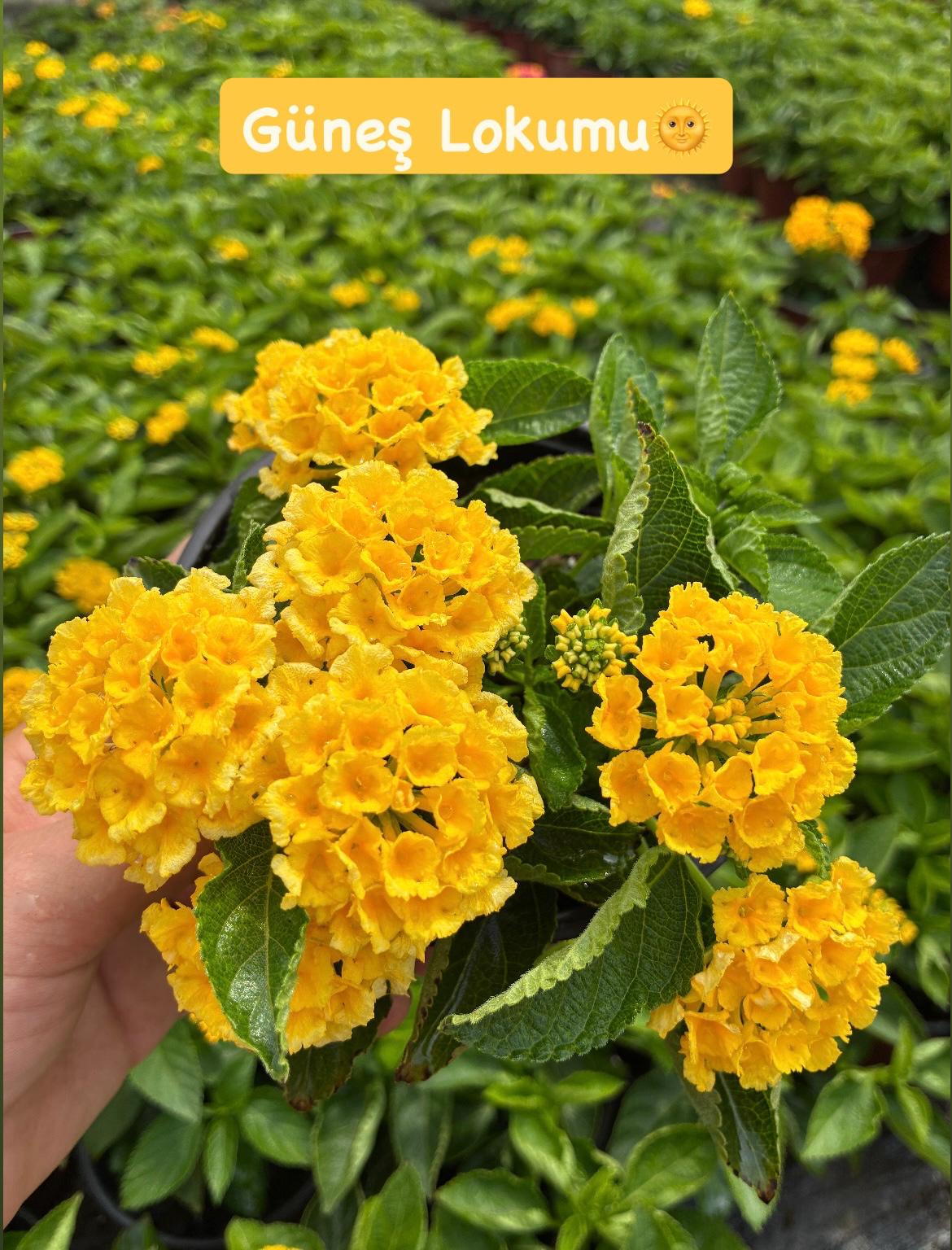 IMG-20260921-WA0063 3'lü Medium Ağaç Minesi Seti (Lantana camara) - Görsel 1