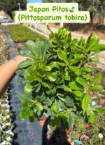 3'lü Yeşil Çalı Seti (Buxus sempervirens, Pittosporum tobira, Cupressus macrocarpa 'Goldcrest') - Görsel 2