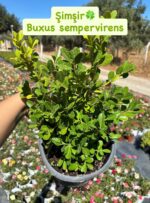 3'lü Yeşil Çalı Seti (Buxus sempervirens, Pittosporum tobira, Cupressus macrocarpa 'Goldcrest')