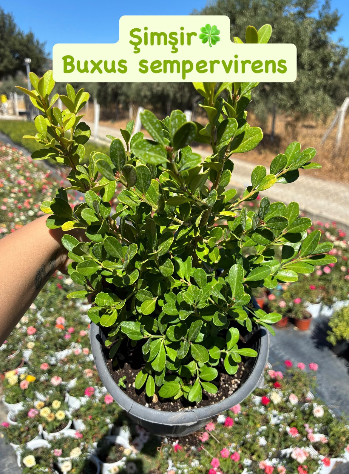 IMG-20261002-WA0077(1) 3'lü Yeşil Çalı Seti (Buxus sempervirens, Pittosporum tobira, Cupressus macrocarpa 'Goldcrest') - Görsel 1