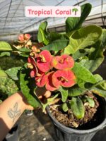 6'lı XXL Boy Dikenler Tacı Full Set (Euphorbia milii) - Görsel 7