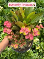 6'lı XXL Boy Dikenler Tacı Full Set (Euphorbia milii) - Görsel 2
