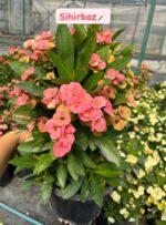 6'lı XXL Boy Dikenler Tacı Full Set (Euphorbia milii) - Görsel 6