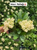 6'lı XXL Boy Dikenler Tacı Full Set (Euphorbia milii) - Görsel 3