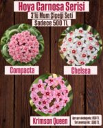 3'lü Hoya Carnosa Seti (Hoya carnosa)