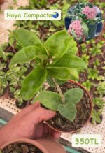 3'lü Hoya Carnosa Seti (Hoya carnosa) - Görsel 4