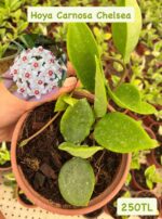 3'lü Hoya Carnosa Seti (Hoya carnosa) - Görsel 3