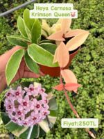 3'lü Hoya Carnosa Seti (Hoya carnosa) - Görsel 2