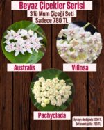 3'lü Beyaz Çiçekler Mum Çiçeği Seti (Hoya spp.)