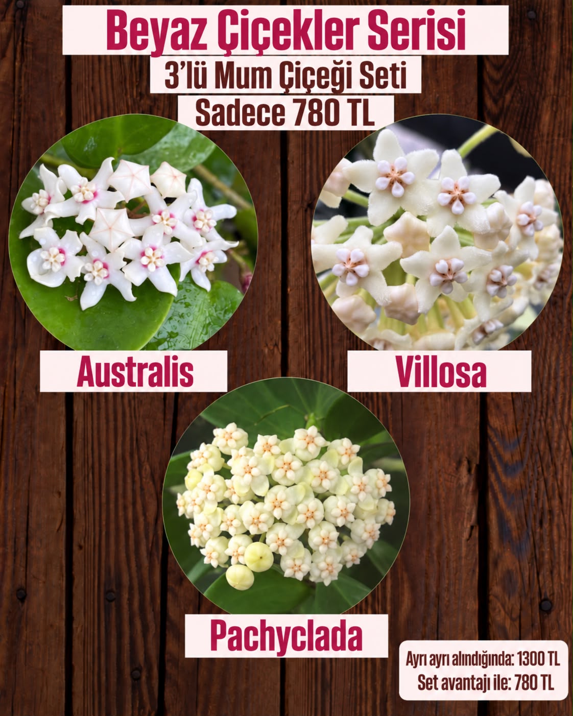 IMG-20261009-WA0068 3'lü Beyaz Çiçekler Mum Çiçeği Seti (Hoya spp.) - Görsel 1